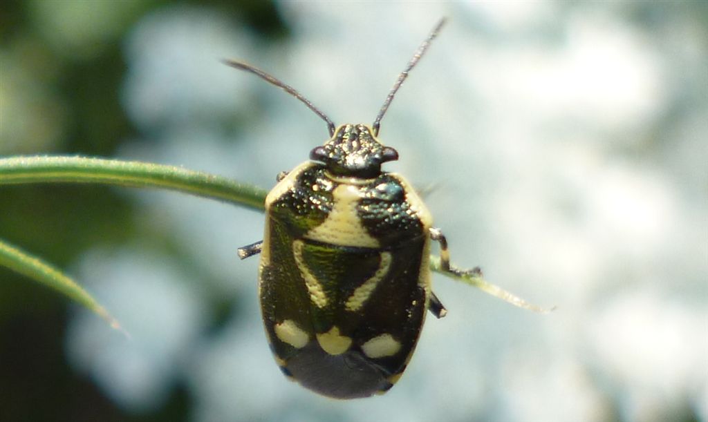 Eurydema oleracea? S